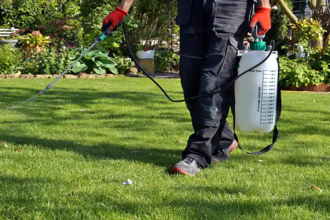 Pest Inspection Adelaide Pest Inspection Adelaide