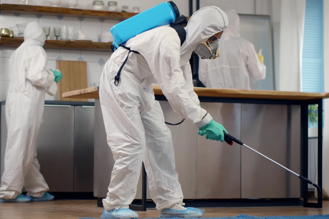 Pest Inspection Adelaide Pest Inspection Adelaide